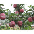 Huaniu Apples